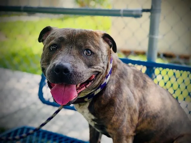 A young large-sized female Pit Bull Terrier dog named Chanel for adoption in Orlando, FL