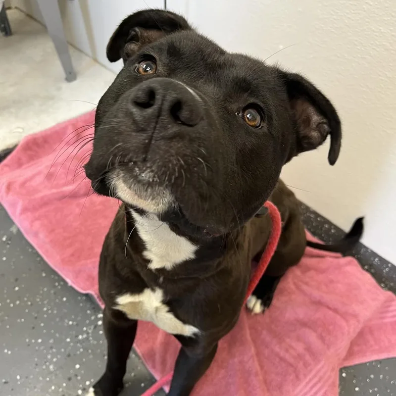 A young medium-sized male Black Mixed Breed dog named Vessel for adoption in Columbiana, AL
