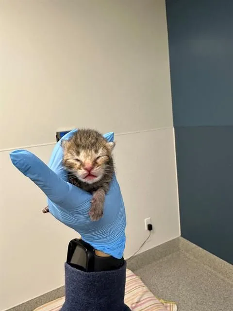 A baby small-sized male Domestic Short Hair cat named Ares for adoption in San Luis Obispo, CA