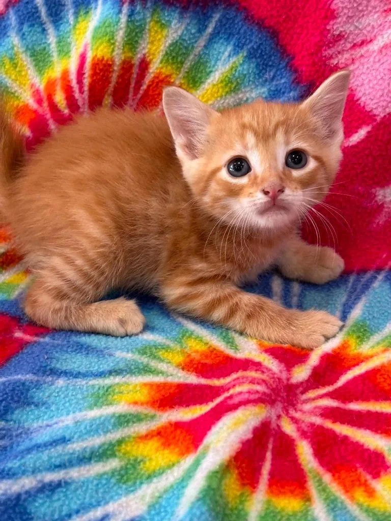 A baby small-sized male Domestic Short Hair cat named Hubbie for adoption in Warrenton, NC