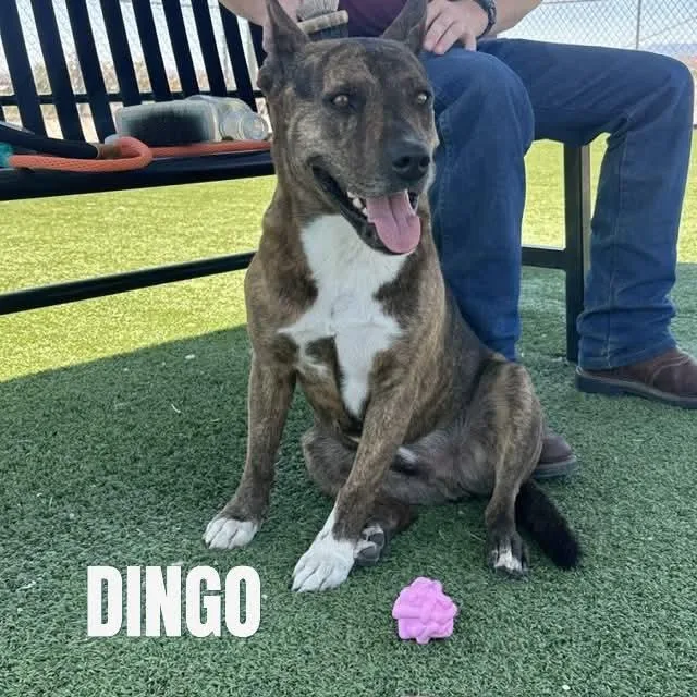 Dingo thumbnail 2