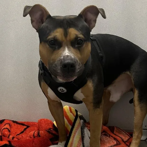 Tyson