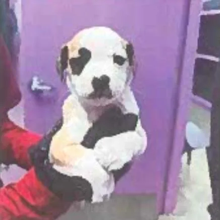 A baby small-sized male Yellow / Tan / Blond / Fawn Pug dog named Rufus for adoption in Tacoma, WA