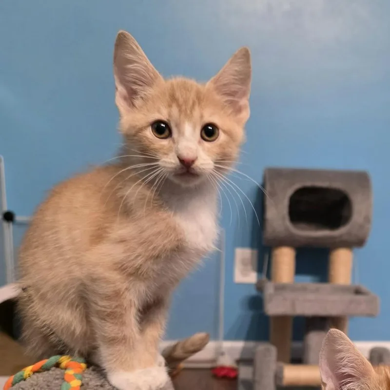 A baby small-sized male Domestic Short Hair cat named Orville for adoption in Newport News, VA