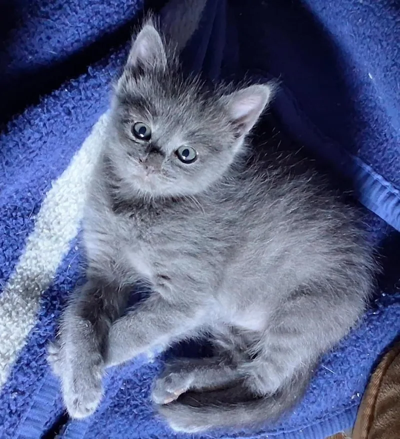 A baby medium-sized female Gray / Blue / Silver Domestic Medium Hair cat named Sapphire for adoption in Terrell, TX