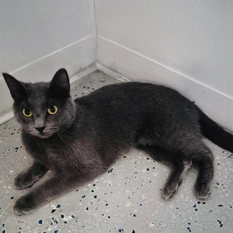 An adult small-sized male Gray / Blue / Silver Domestic Short Hair cat named Pebble for adoption in Blair, WI