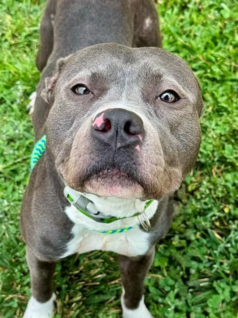 An adult large-sized female Terrier dog named Green Bean for adoption in Olivette, MO