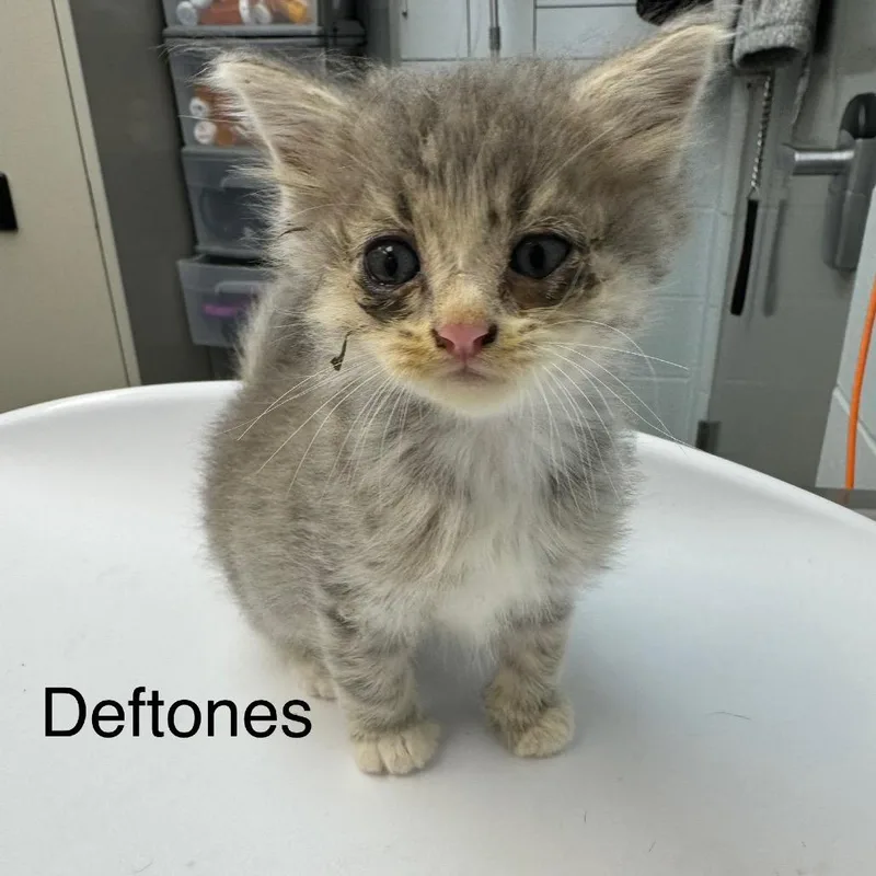 Deftones