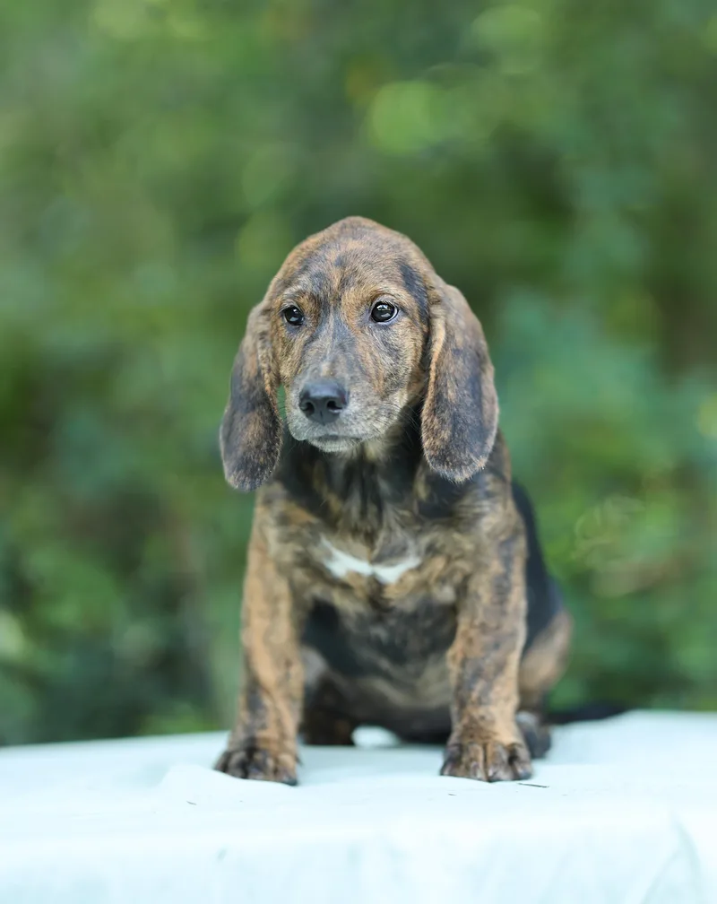 A baby medium-sized female Brindle Basset Hound dog named Brenda for adoption in Lucedale, MS