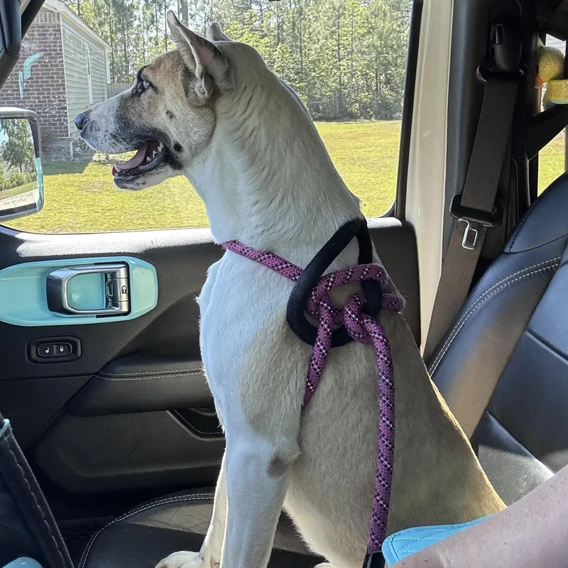 A young medium-sized female Apricot / Beige Husky dog named Sandy for adoption in Calabash, NC