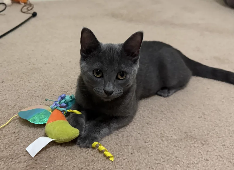 A baby medium-sized male Gray / Blue / Silver Domestic Short Hair cat named Hayez for adoption in South Lyon, MI