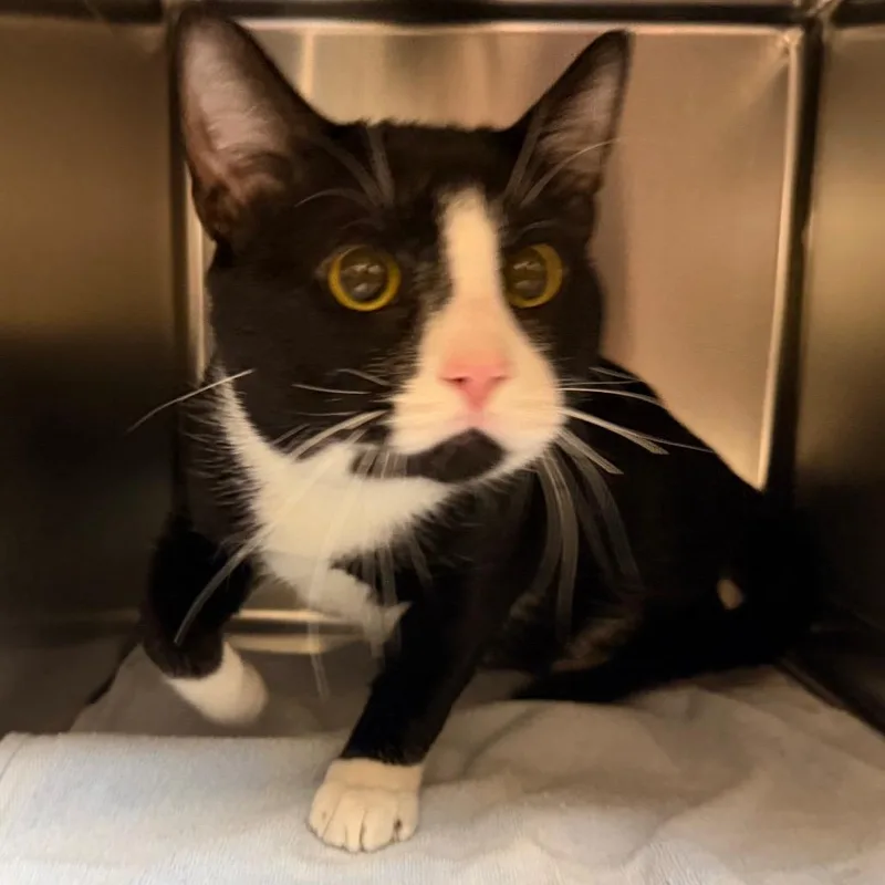 A young large-sized male Black Domestic Short Hair cat named Lunar for adoption in Springfield, MA