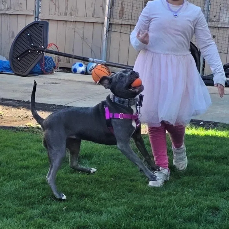 An adult medium-sized female Gray / Blue / Silver Pit Bull Terrier dog named Marlow for adoption in Chicago, IL