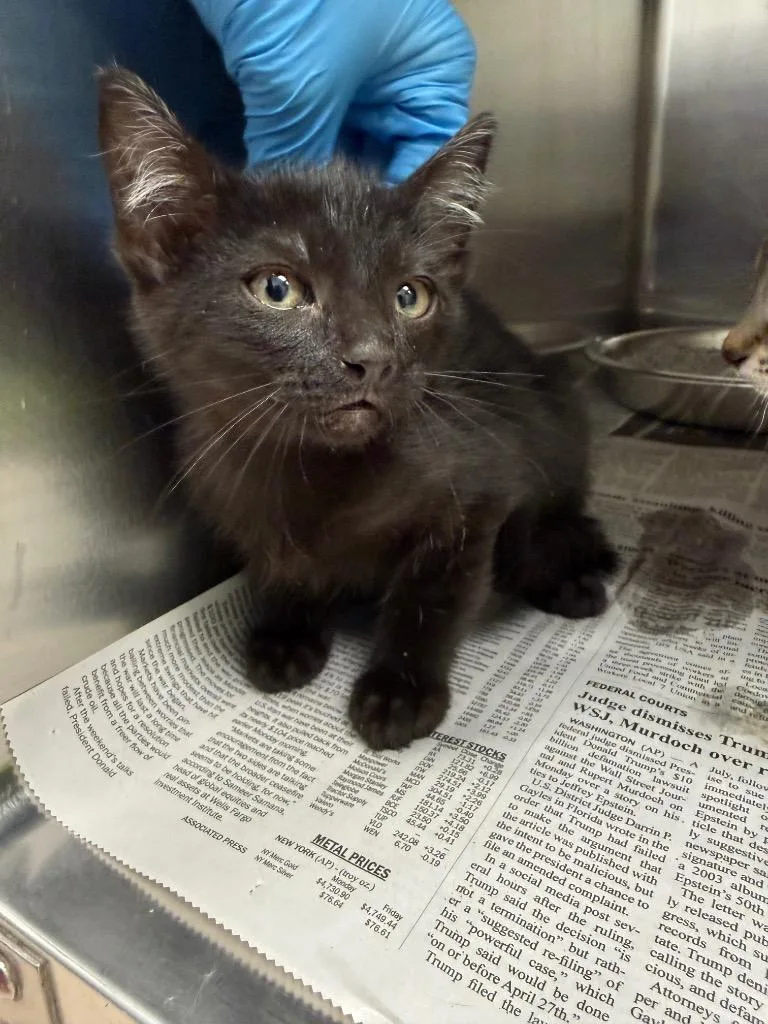 A baby medium-sized female Domestic Short Hair cat named Glimmer for adoption in Belton, TX