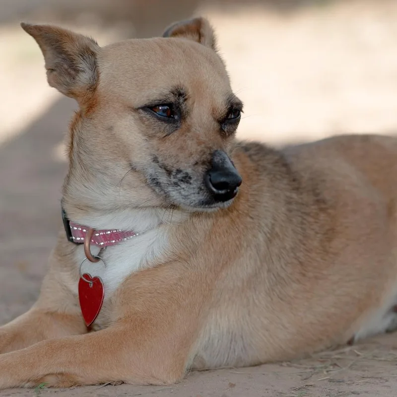 Crystal Gayle thumbnail 2