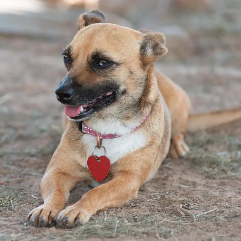 Crystal Gayle thumbnail 3