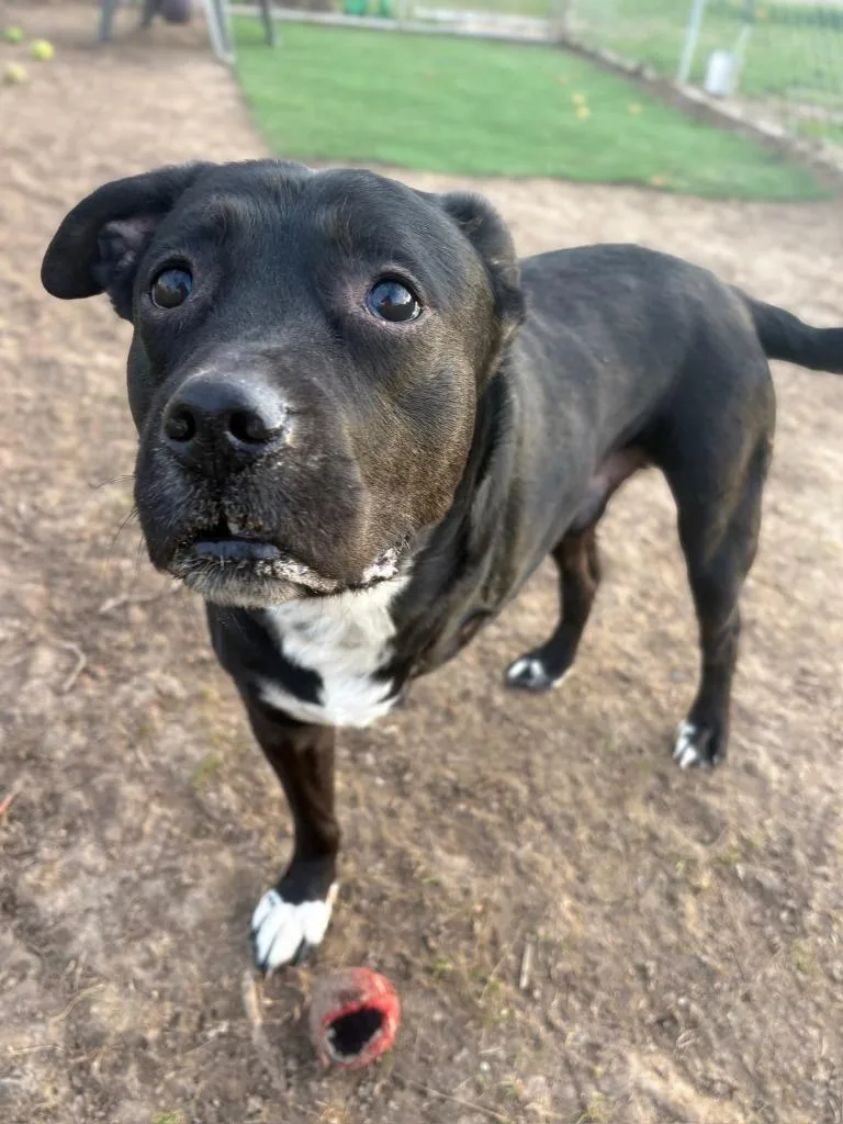 An adult medium-sized male Pit Bull Terrier dog named Spencer for adoption in Syracuse, IN
