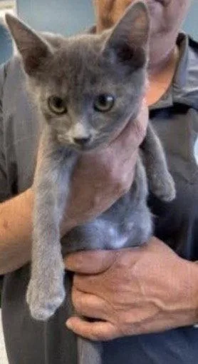 A baby medium-sized female Gray / Blue / Silver Domestic Short Hair cat named Fawn for adoption in Wheaton, IL