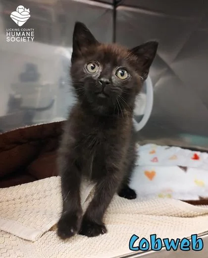 A baby small-sized male Domestic Short Hair cat named Cobweb for adoption in Heath, OH