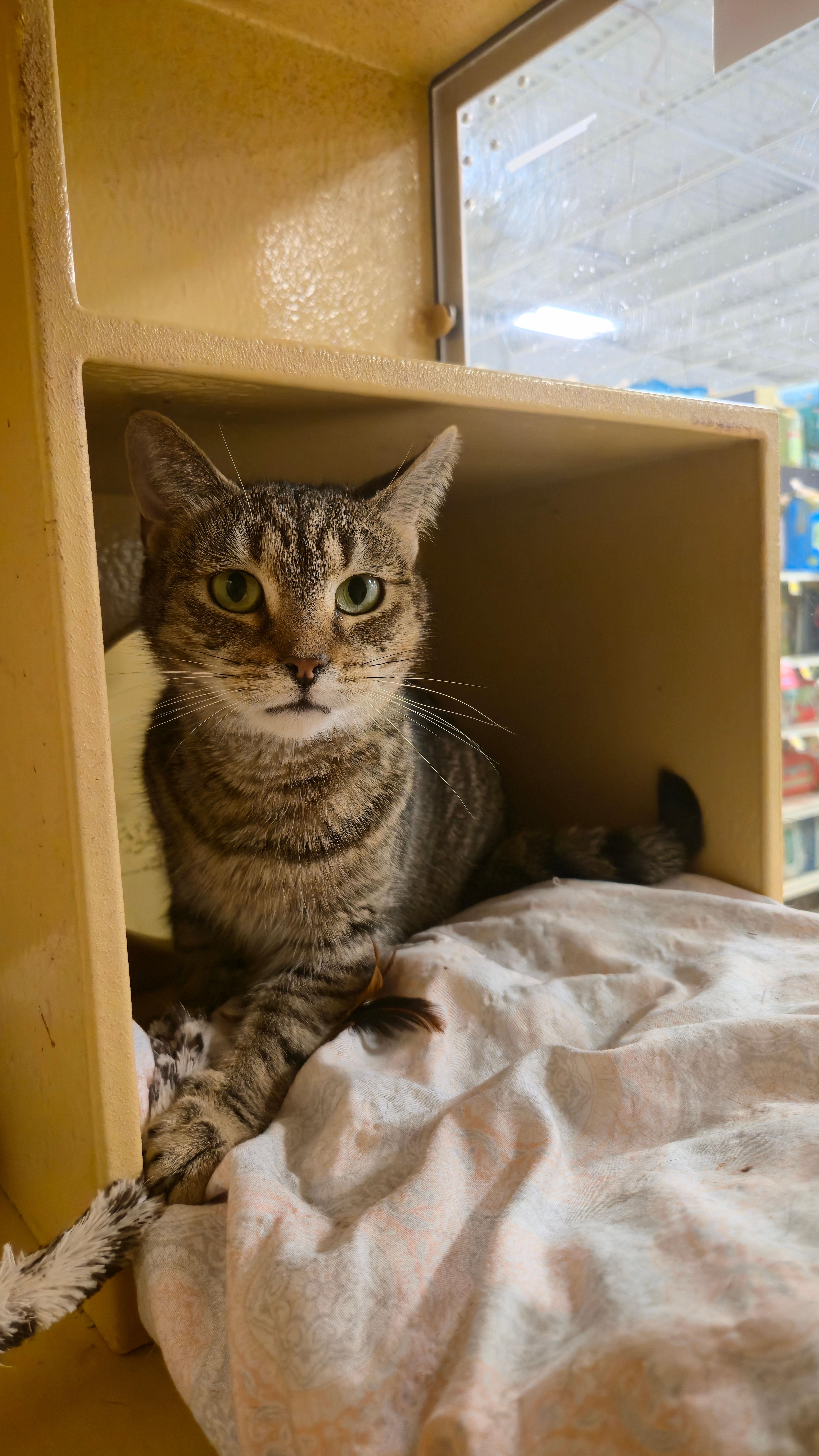 A young medium-sized female Domestic Short Hair cat named Ruby for adoption in Melrose, MA