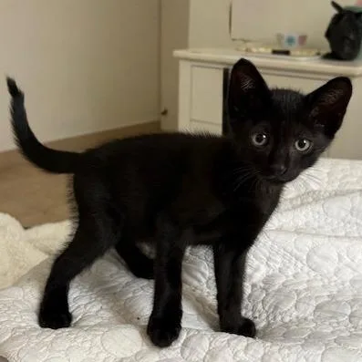A baby small-sized male Black Domestic Short Hair cat named Benito for adoption in Vieques, PR