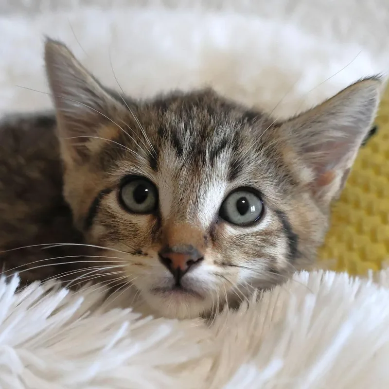 A baby small-sized female Brown / Chocolate Domestic Short Hair cat named Smore for adoption in Chaska, MN