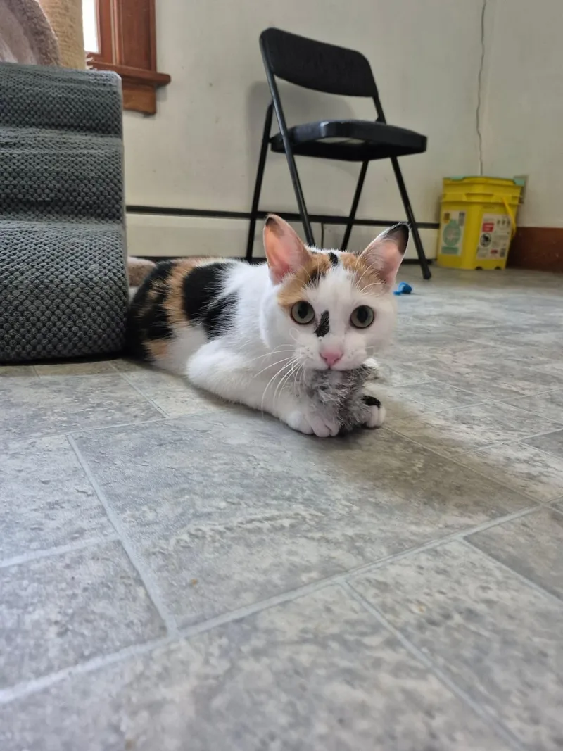 A young medium-sized female Calico Domestic Short Hair cat named Borken for adoption in Stoughton, WI