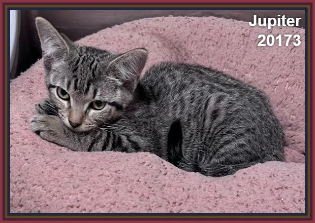 A baby medium-sized female Tabby (Brown / Chocolate) Domestic Short Hair cat named Jupiter for adoption in Marietta, GA