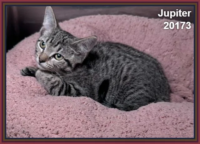 Jupiter thumbnail 2