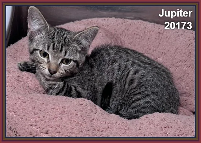 Jupiter thumbnail 3
