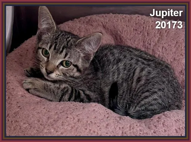 Jupiter thumbnail 6
