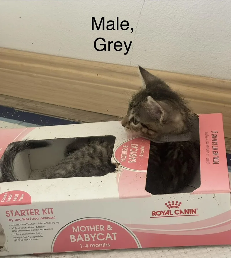 A baby small-sized male Domestic Short Hair cat named Grey for adoption in Woodland Hills, CA