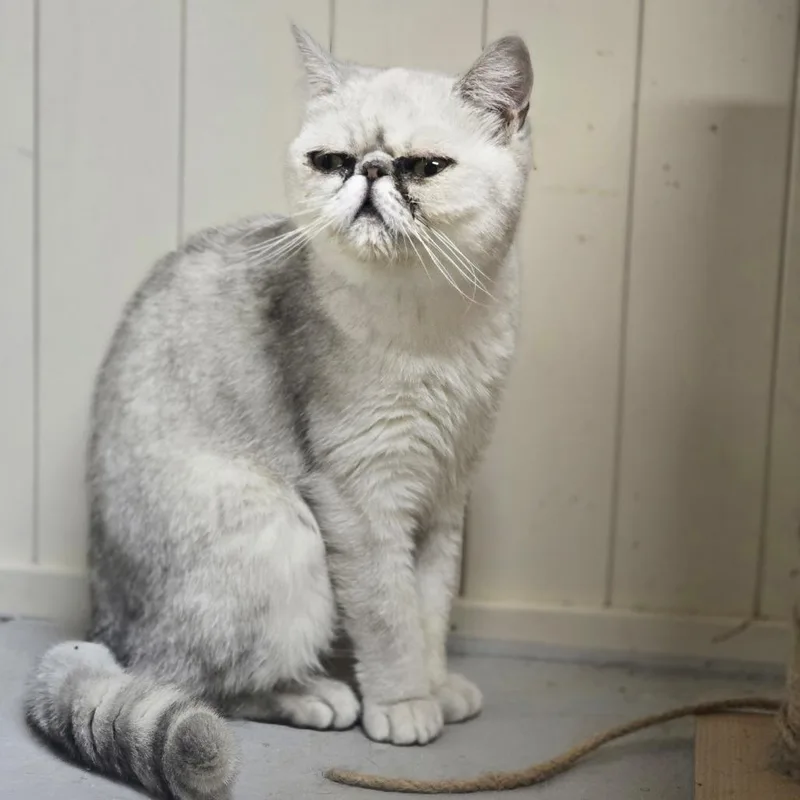 An adult small-sized female Gray / Blue / Silver Exotic Shorthair cat named Ballerina for adoption in Huntsville, AL
