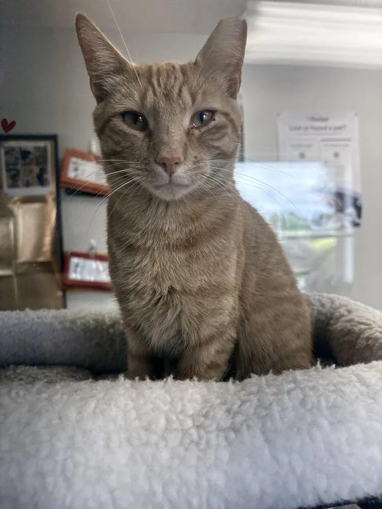 An adult medium-sized male Domestic Short Hair cat named Rot for adoption in Bolivar, MO