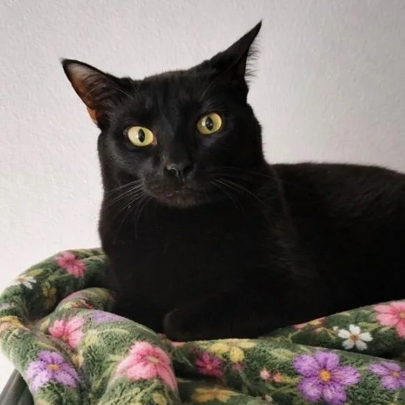 A young medium-sized female Black Domestic Short Hair cat named Inky for adoption in Charleston, SC