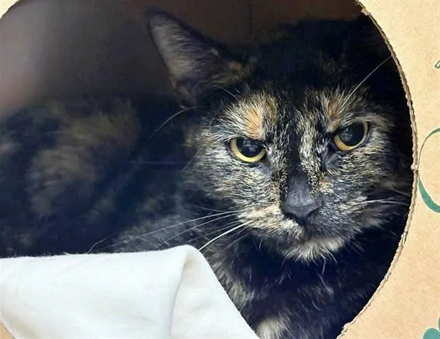 A young medium-sized female Domestic Short Hair cat named Dior for adoption in Saint Louis, MO