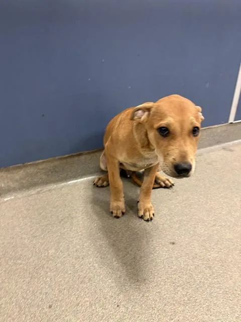 A baby small-sized male Pit Bull Terrier dog named Muffin for adoption in Miami, FL