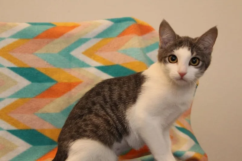 A baby small-sized female Gray & White Domestic Short Hair cat named Hannah Montana for adoption in Vancouver, WA