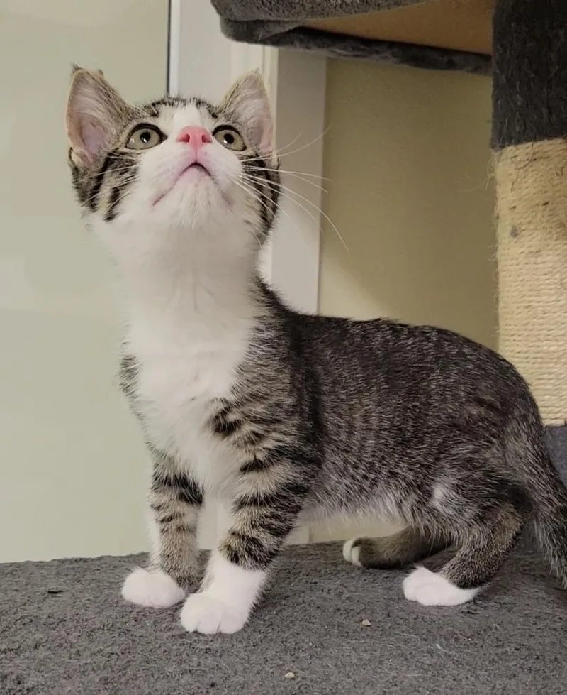 A baby medium-sized male Domestic Short Hair cat named Clint for adoption in Sandusky, OH