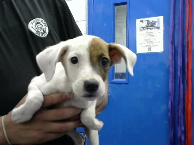 A baby small-sized female Australian Cattle Dog / Blue Heeler dog named Pluto for adoption in Albuquerque, NM