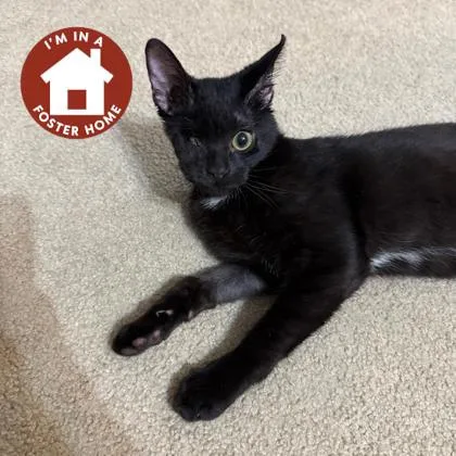 A young small-sized male Domestic Short Hair cat named Logan for adoption in Janesville, WI