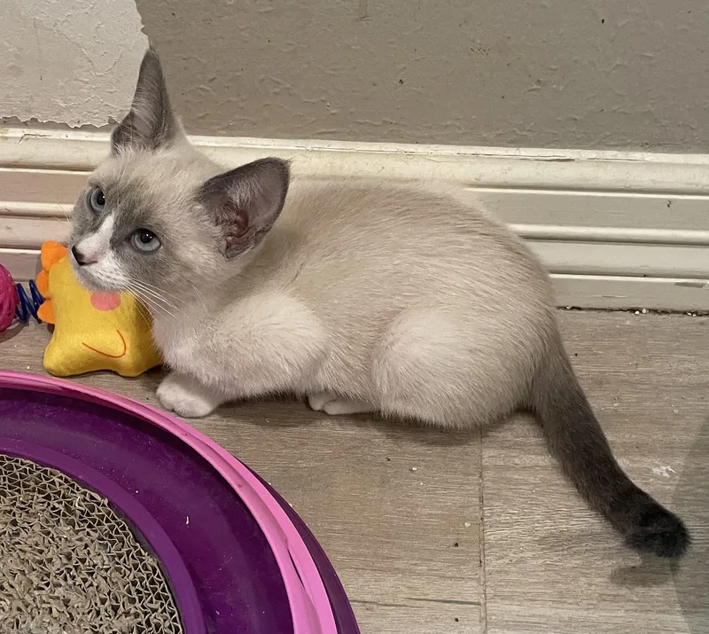 A baby medium-sized female Blue Point Siamese cat named WrenPortofino PetSmart for adoption in Spring, TX