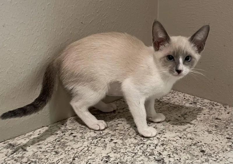 WrenPortofino PetSmart thumbnail 2
