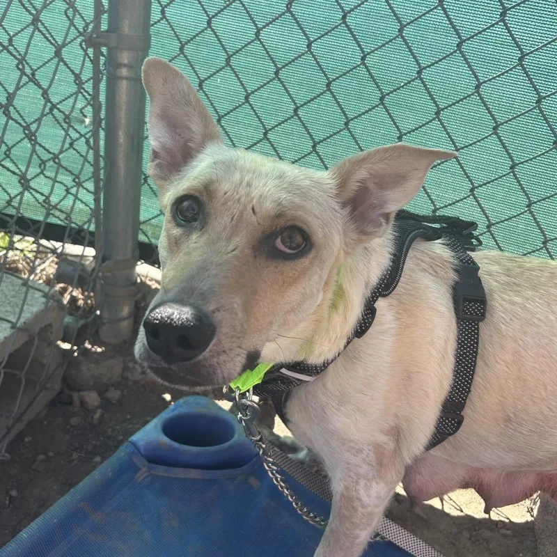 Mercedes thumbnail 2