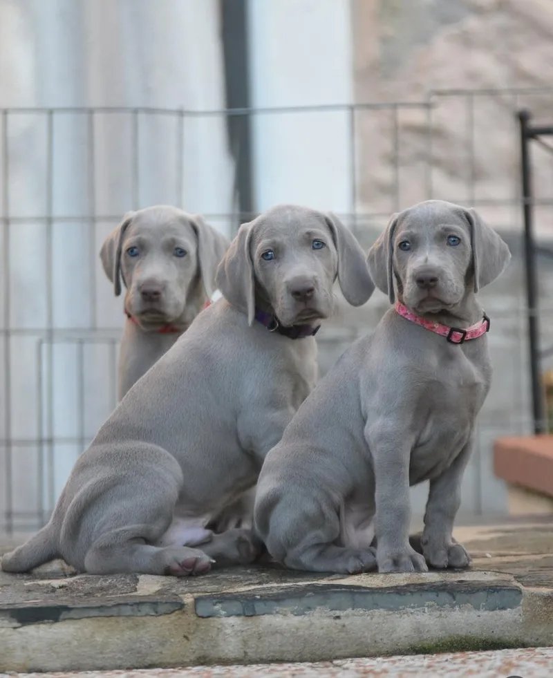 A young large-sized male Weimaraner dog named Hugs for adoption in Blessing, TX