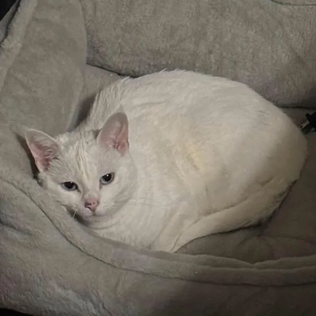 A senior medium-sized female White Domestic Short Hair cat named Lucy  Costa Mesa for adoption in Chino Hills, CA