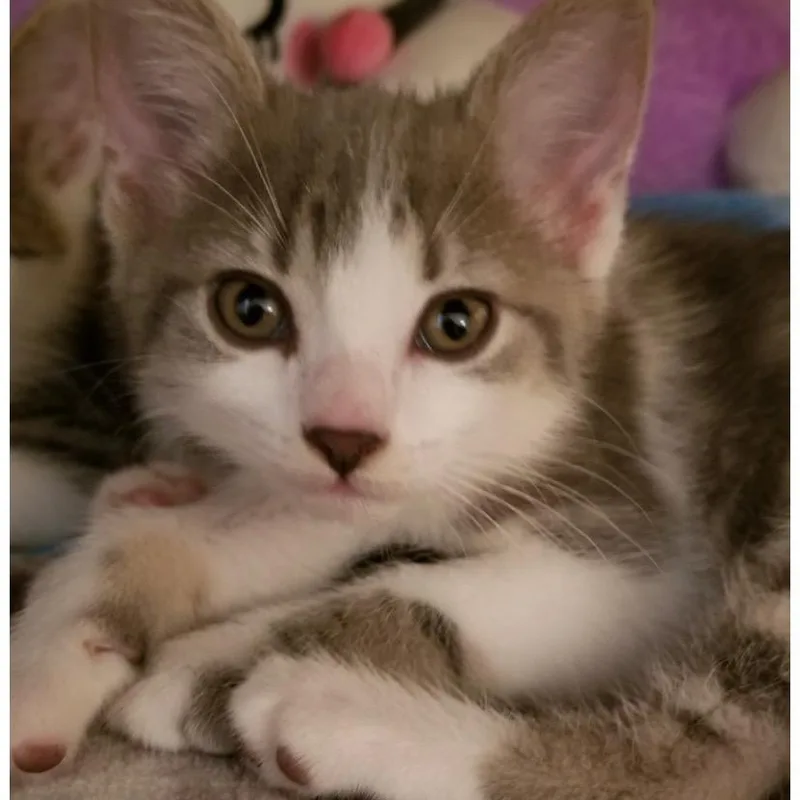 Bonnie thumbnail 3