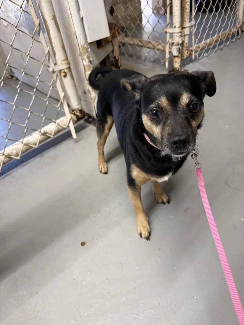 An adult small-sized female Chihuahua dog named Dolly for adoption in Blue Springs, MO