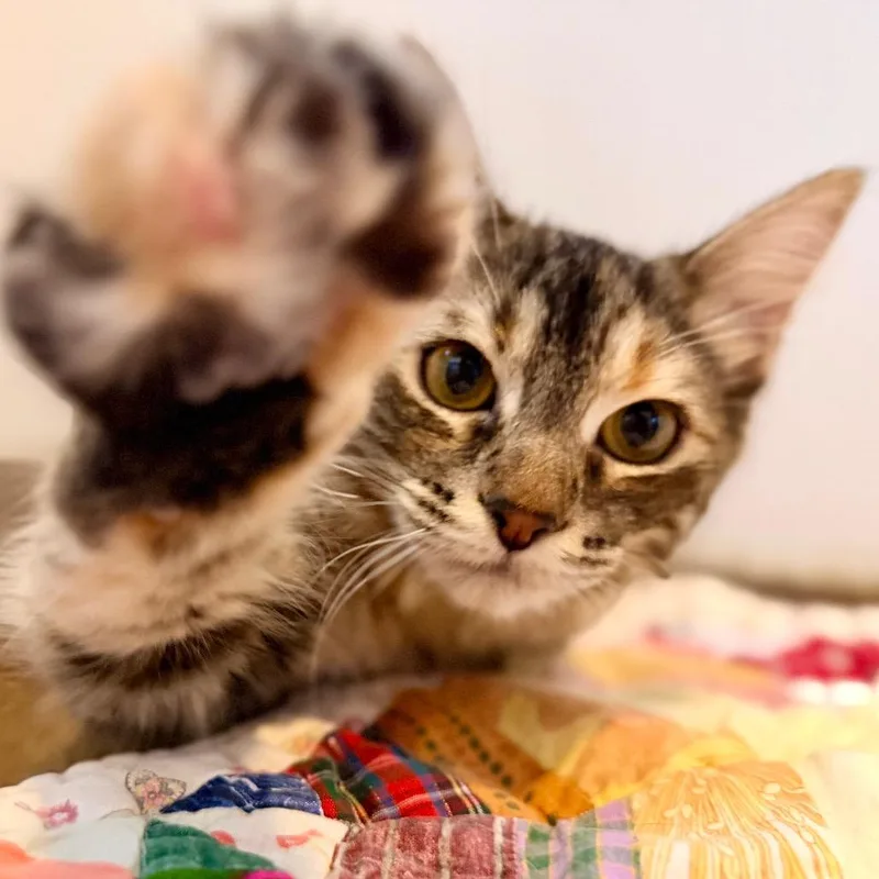 A young small-sized female Torbie Domestic Long Hair cat named Amy for adoption in Green Bay, WI