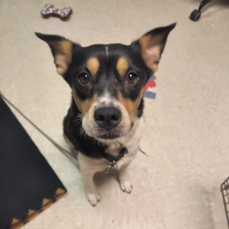 An adult medium-sized female Black Cattle Dog dog named Banana Pancake for adoption in Austin, TX